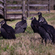Image for article titled Bird Flu Claims Over 100 Black Vultures in New Jersey